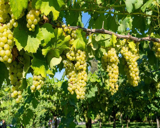 Che tipo di vino è il Grillo? Storia e caratteristiche - Tannico