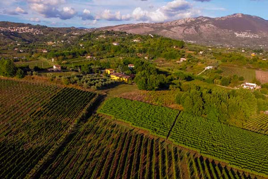 Vitigni autoctoni del Lazio: Cesanese, Malvasia Puntinata e Bellone