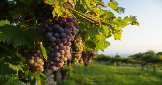 Qual è il miglior Amarone?
