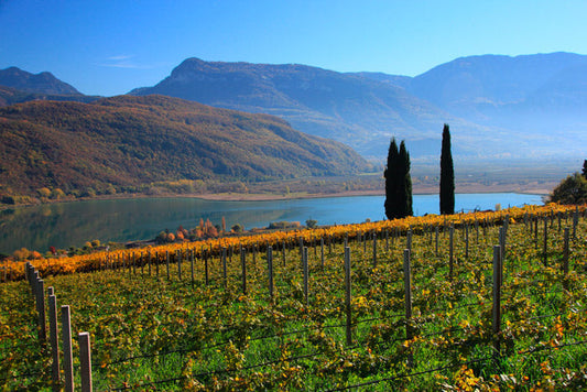 Vitigni autoctoni dell'Alto Adige: Schiava, Lagrein e Kerner
