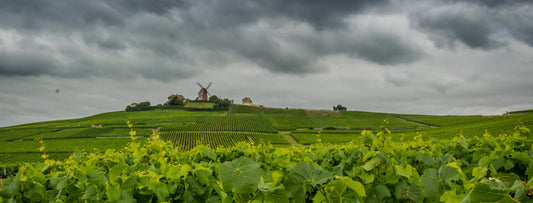 Ruinart: storia della maison e quale Champagne scegliere