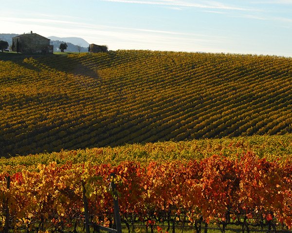 Filodivino