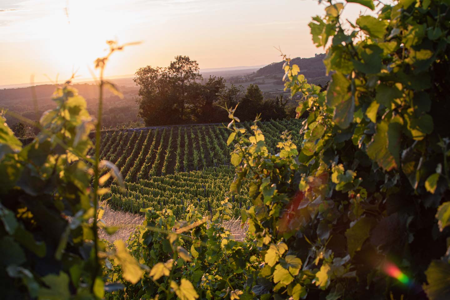 Chardonnay e Pinot Nero Collection