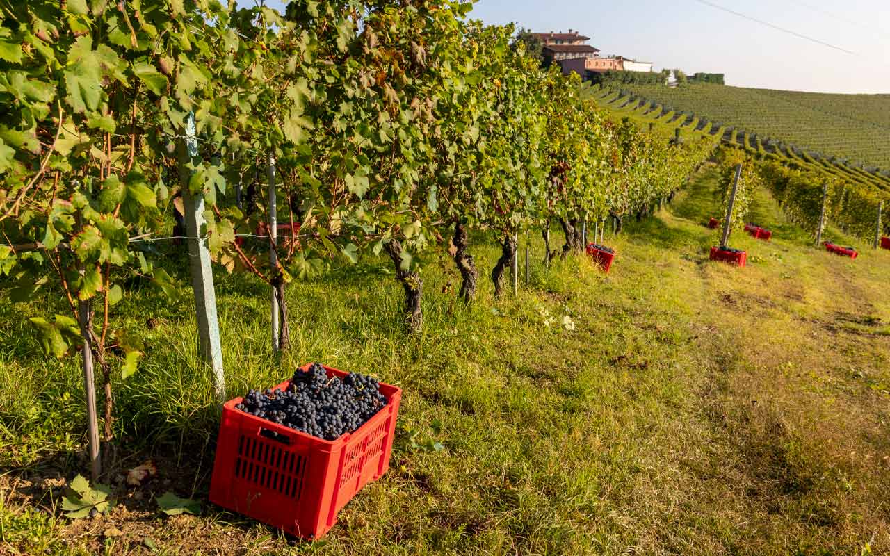 The protagonists of Piedmont