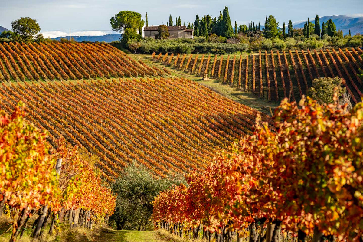 Wines from Central Italy